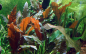 Preview: Cryptocoryne wendtii 'Mi Oya' - Mi Oya Wasserkelch 1-2-Grow!